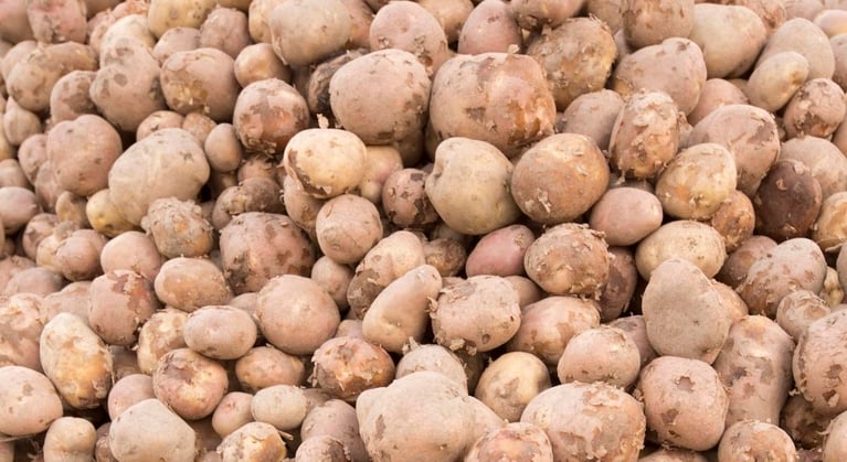 Calciumgebrek (ca) in aardappelen