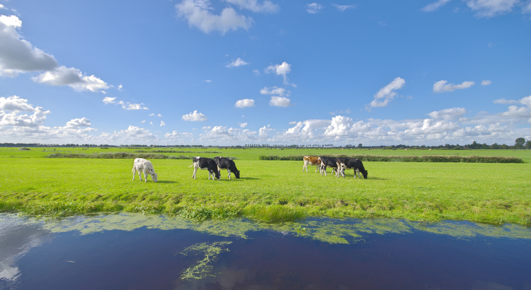 Koeien grazen in het veld