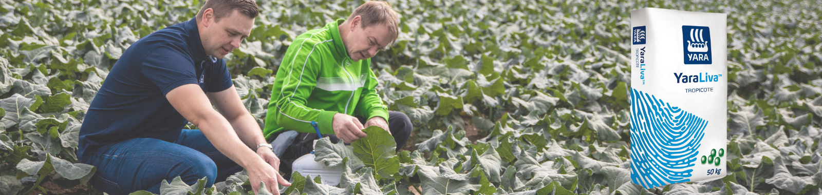 Vollegrondstelers bekijken gewas in het veld